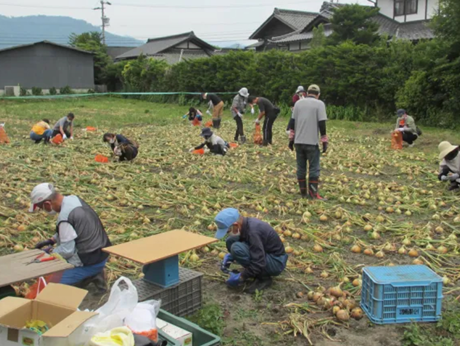 玉ねぎ掘りとそば打ち体験